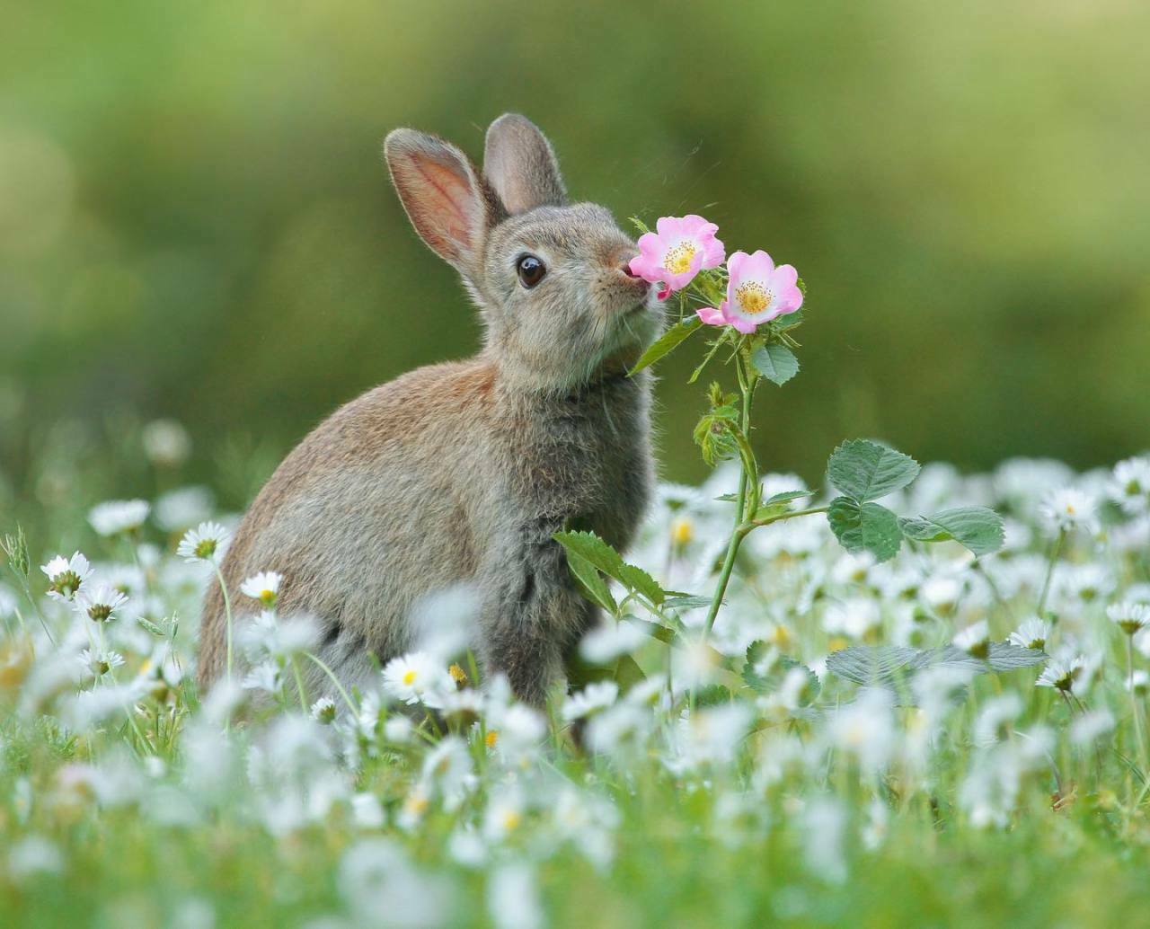 Зайчонок родившийся весной